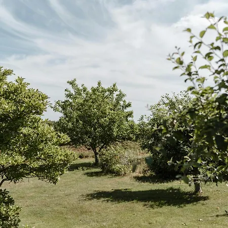 A-frame House With In The Backyard